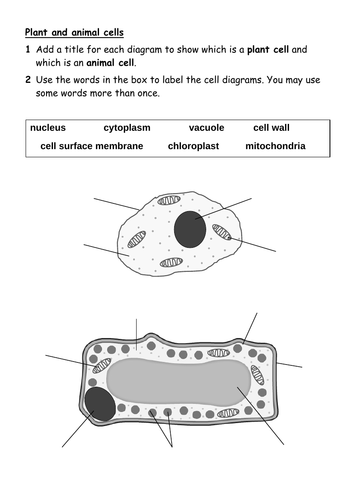 7ad Plant And Animal Cells Worksheet Teaching Resources