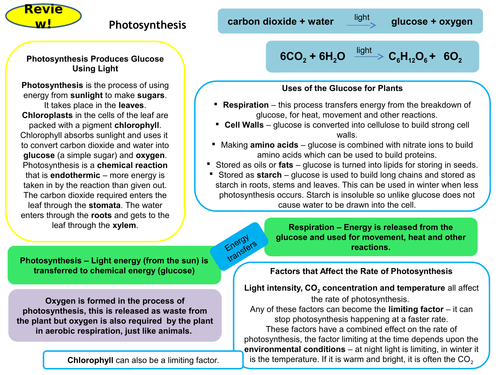 Bioenergetics Topic 4 Full Set of Revision Card Activities for New AQA Biology GCSE