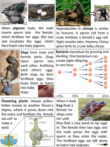 7Ba Sexual Reproduction cut and stick