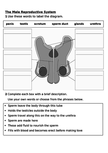 7Bb Male and female reproductive systems worksheet