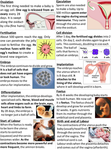 7Bc Pregnancy and Development Card Sort