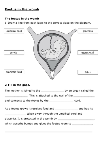 7Bd Foetus in the womb worksheet by OnSpecScience - Teaching Resources