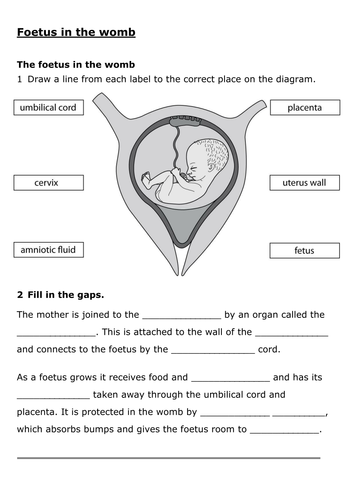 7Bd Foetus in the womb worksheet