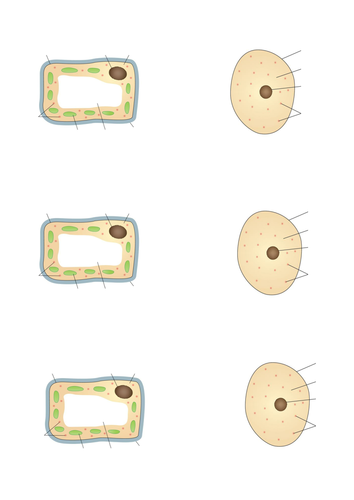 GCSE Biology Cell Structure: Two lessons comparing plant and animal cells.