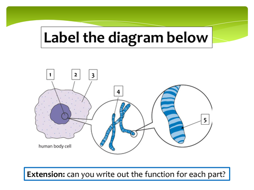 New GCSE - Variation