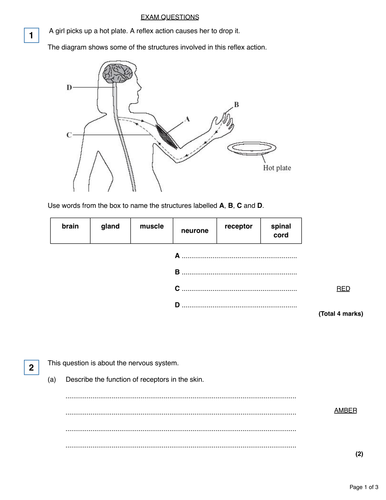 Nervous system lesson - New gcse AQA