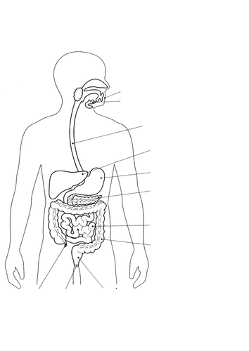 8Ad Digestive system for labelling | Teaching Resources