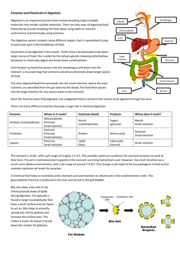 New 9-1 GCSE AQA Biology B3 How the Digestive System Works