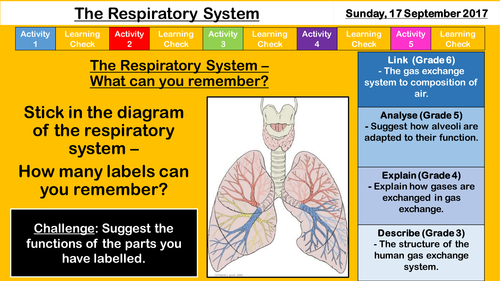 NEW AQA GCSE - The Respiratory System