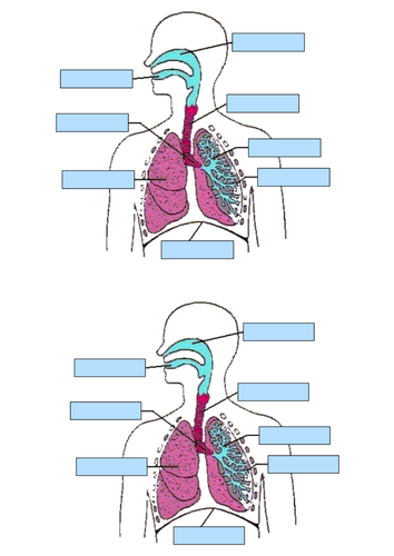 New Spec (2016) OCR GCSE PE Respiratory System Scheme of work and resources