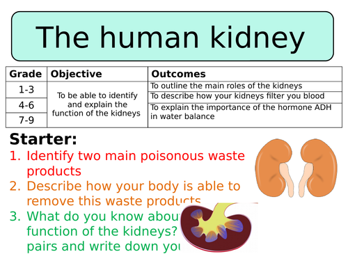 NEW AQA GCSE Biology (2016) - The human kidney HT
