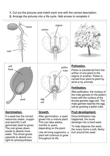 8Be Plant Life Cycle Cut & Stick