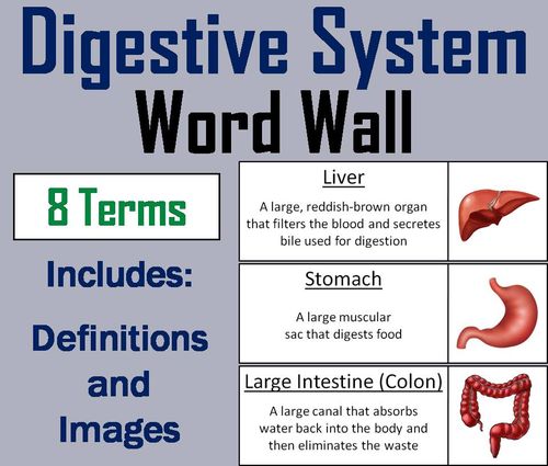 Digestive System Word Wall Cards