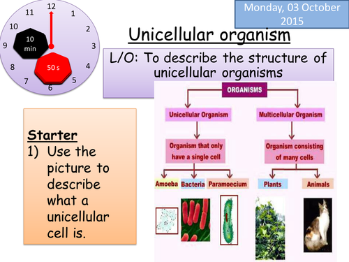 Unicellular Organisms (Lesson 5 - Chapter 1) Activate 1