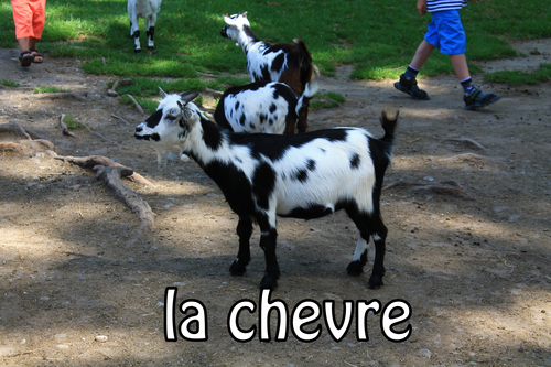 French animal flashcards/posters