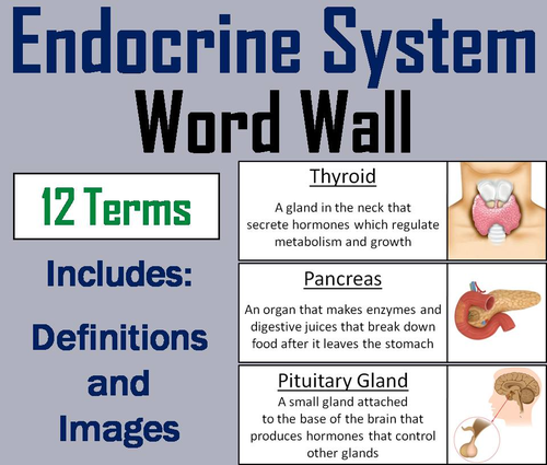 Endocrine System Word Wall Cards