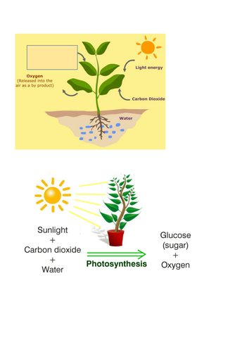 Photosynthisis SEN (GCSE or ELC)