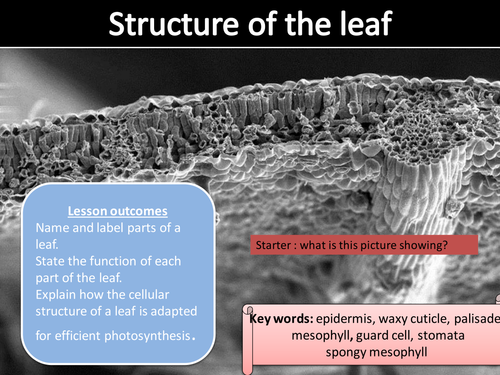 AQA new spec 2018 Structure of the leaf