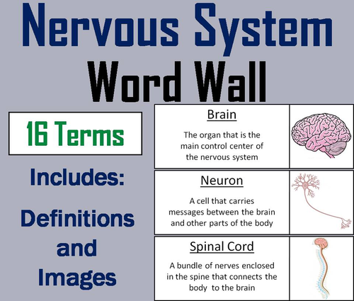 Nervous System Word Wall Cards