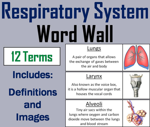 Respiratory System Word Wall Cards