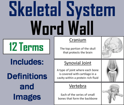 Skeletal System Word Wall Cards