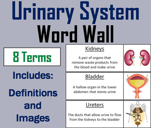 Urinary System Word Wall Cards