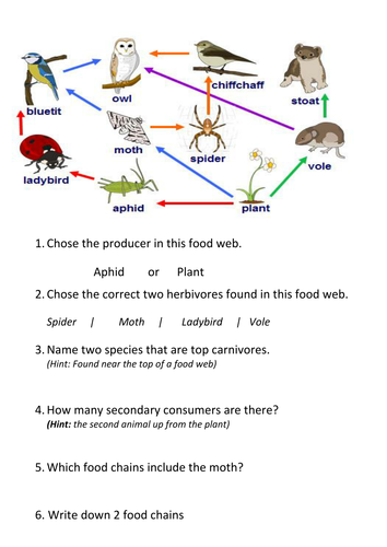 Food Chains and Webs by Vgnfz11z - Teaching Resources - Tes