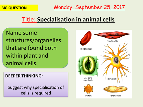 Aqa New Specification Specialisation In Animal Cells B1 4 Teaching Resources