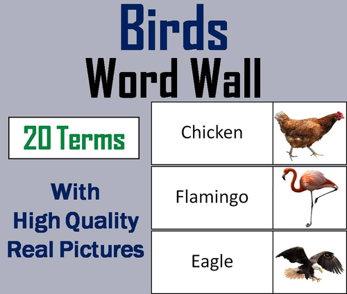 Types of Birds Word Wall Cards