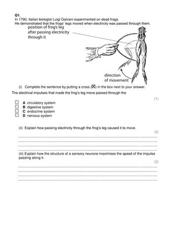 AQA new Spec biology nervous system lesson