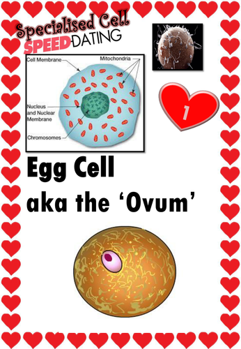New AQA biology specialised cells