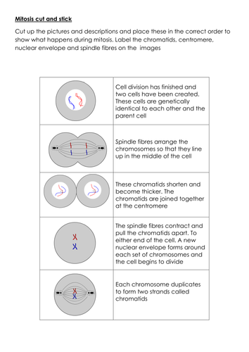 New AQA biology mitosis lesson