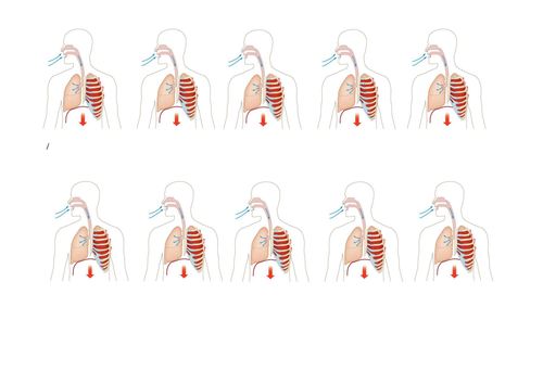 Lungs: Breathing - New Exploring Science