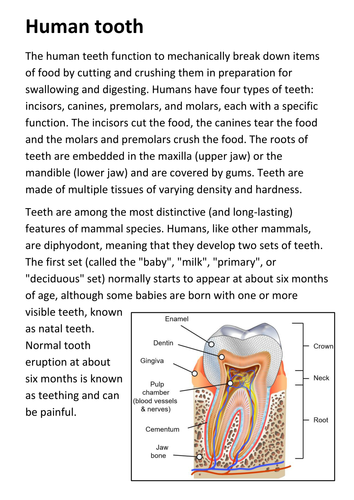 Human Teeth Handout