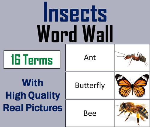 Insects Word Wall Cards