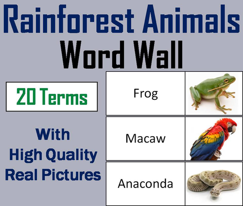 Rainforest Animals Word Wall Cards