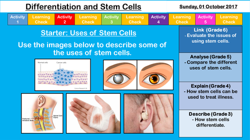 Differentiation and Stem Cells - NEW AQA GCSE