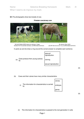 Selective Breeding - New AQA Biology GCSE