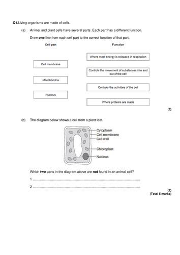 New GCSE - Stem Cells