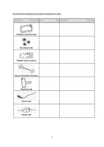 Ks3 Specialised Cells Matching Worksheet Game Teaching Resources