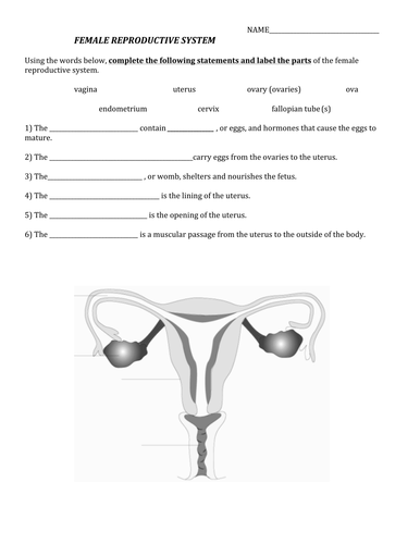 Work Sheet on Reproductive System | Teaching Resources