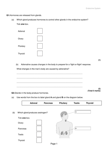 Lesson on the Endocrine System (New GCSE AQA)