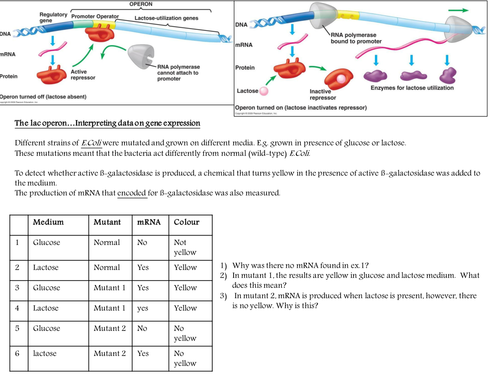 lac operon experiment data activity | Teaching Resources