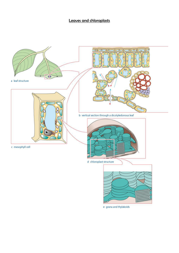 AQA A Level 2015 - Photosynthesis