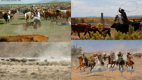 Making of America - Unit 4 The Cattle Industry