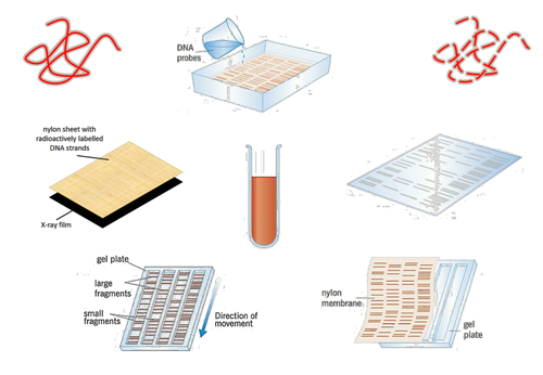 Investigating Genetic Diversity