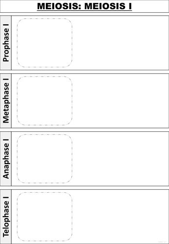 Meiosis Cycle Worksheet