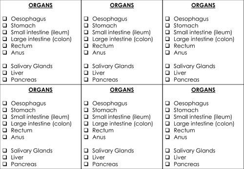 Digestive System Prompt