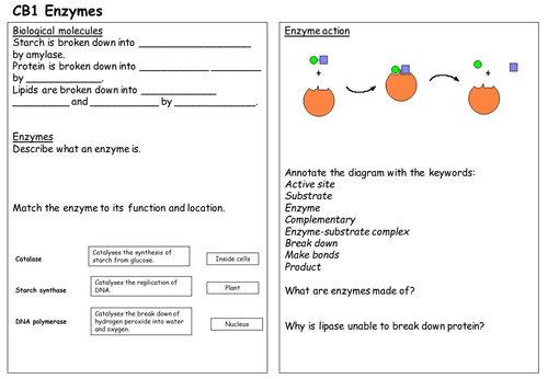 CB1 Enzyme revision sheet