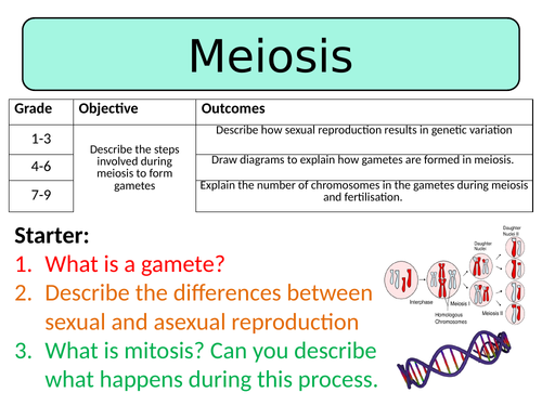 NEW AQA GCSE Trilogy (2016) Biology - Meiosis